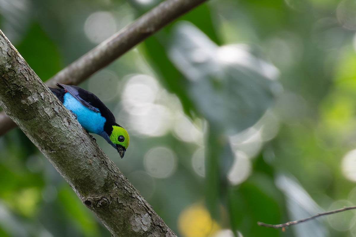 Paradise Tanager - Victor Castanho