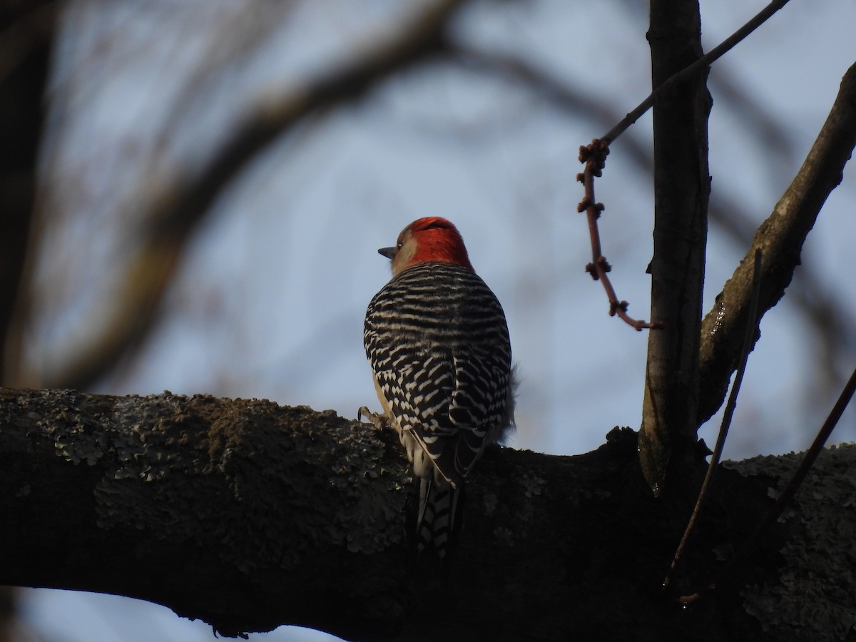 Red-bellied Woodpecker - ML615522663