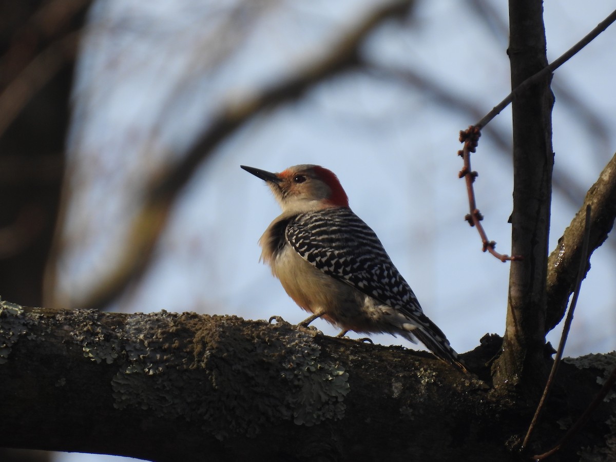 Red-bellied Woodpecker - ML615522664