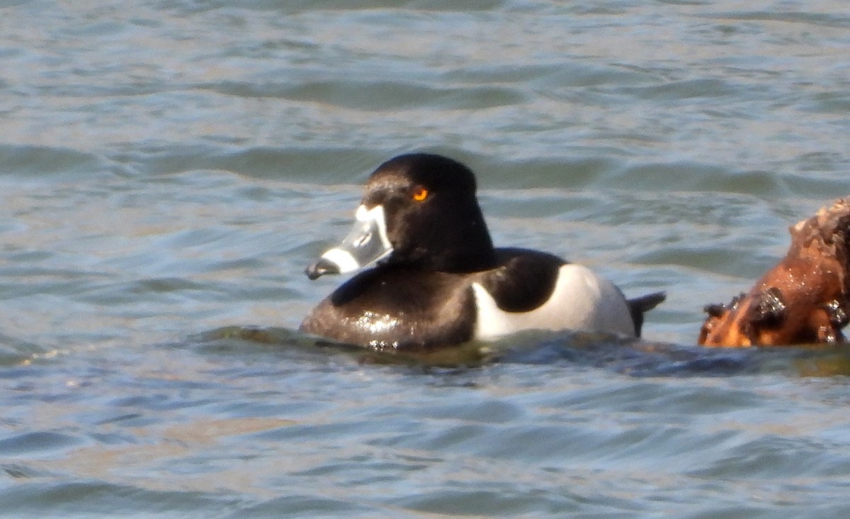 Ring-necked Duck - ML615522712