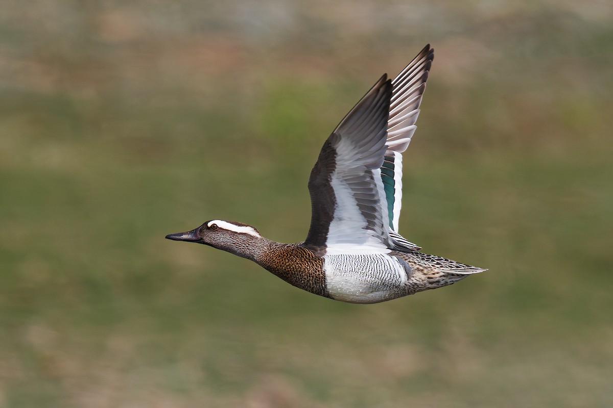 Garganey - Spatula querquedula - Media Search - Macaulay Library and eBird