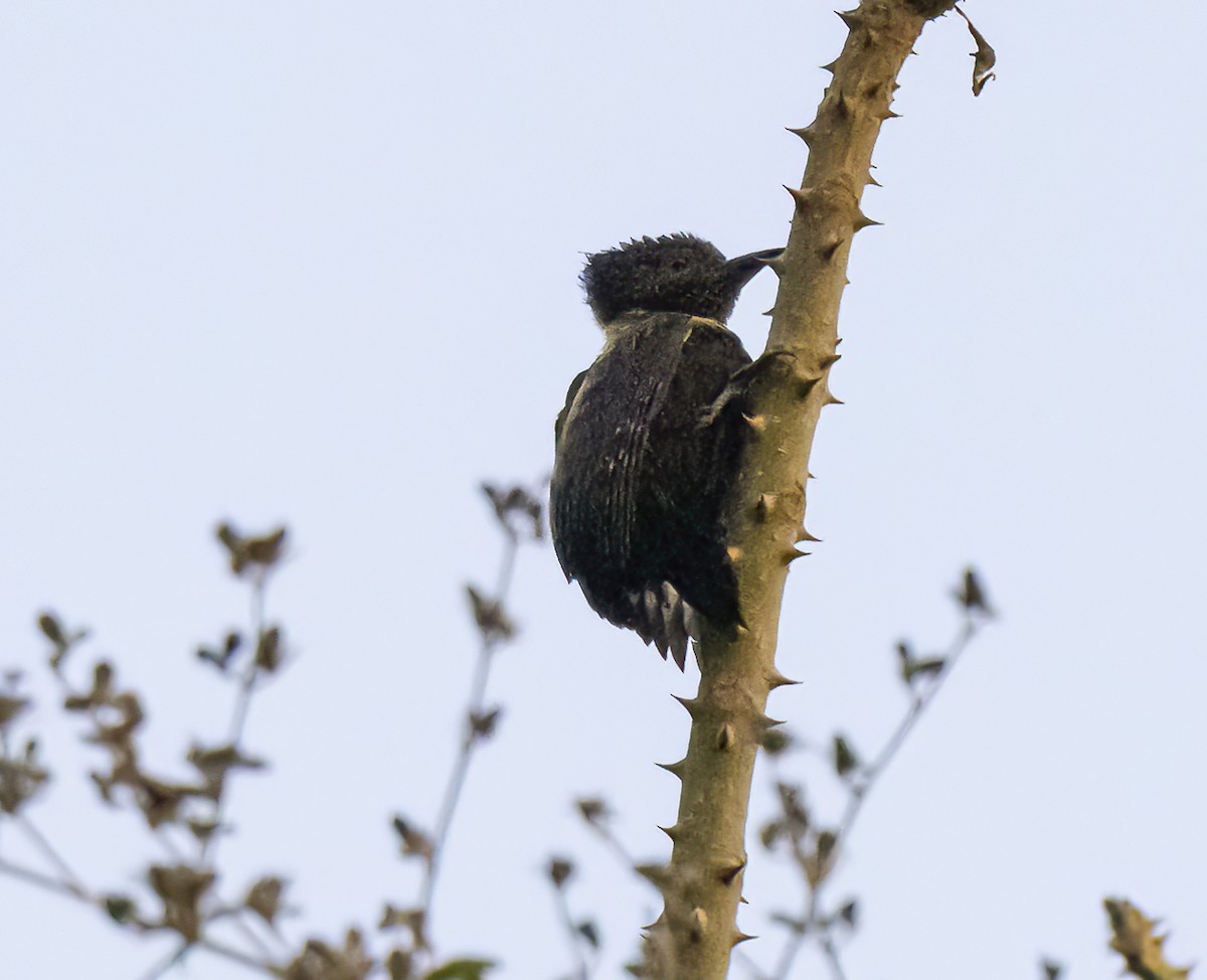 Black-and-buff Woodpecker - ML615522763