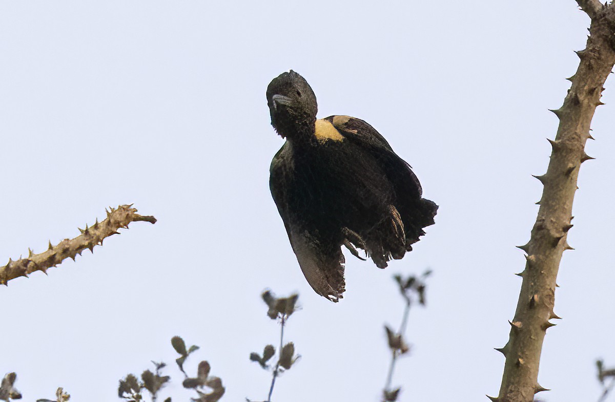 Black-and-buff Woodpecker - ML615522764