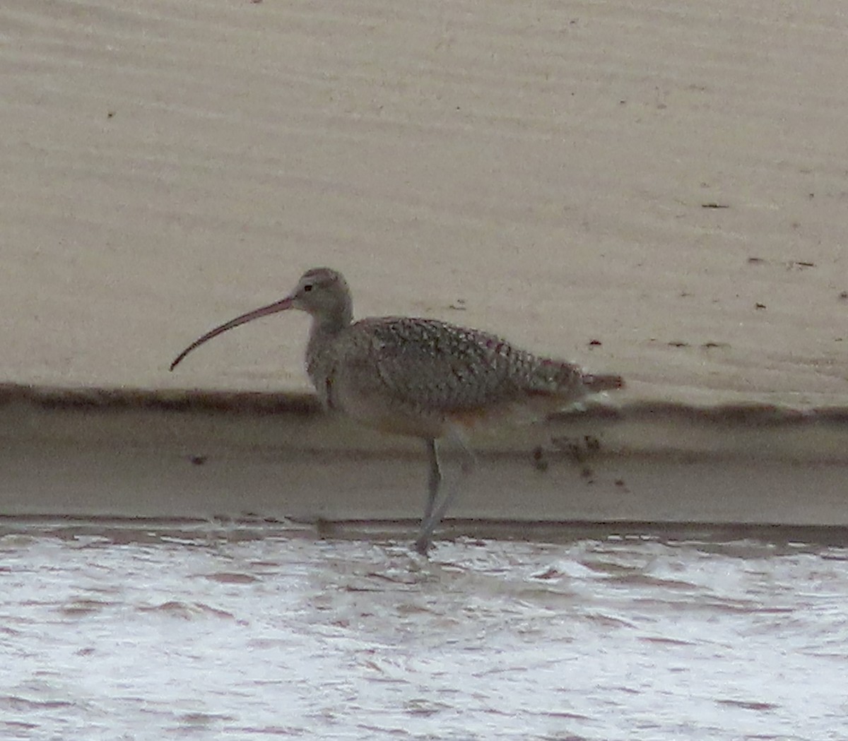 Long-billed Curlew - ML615522924