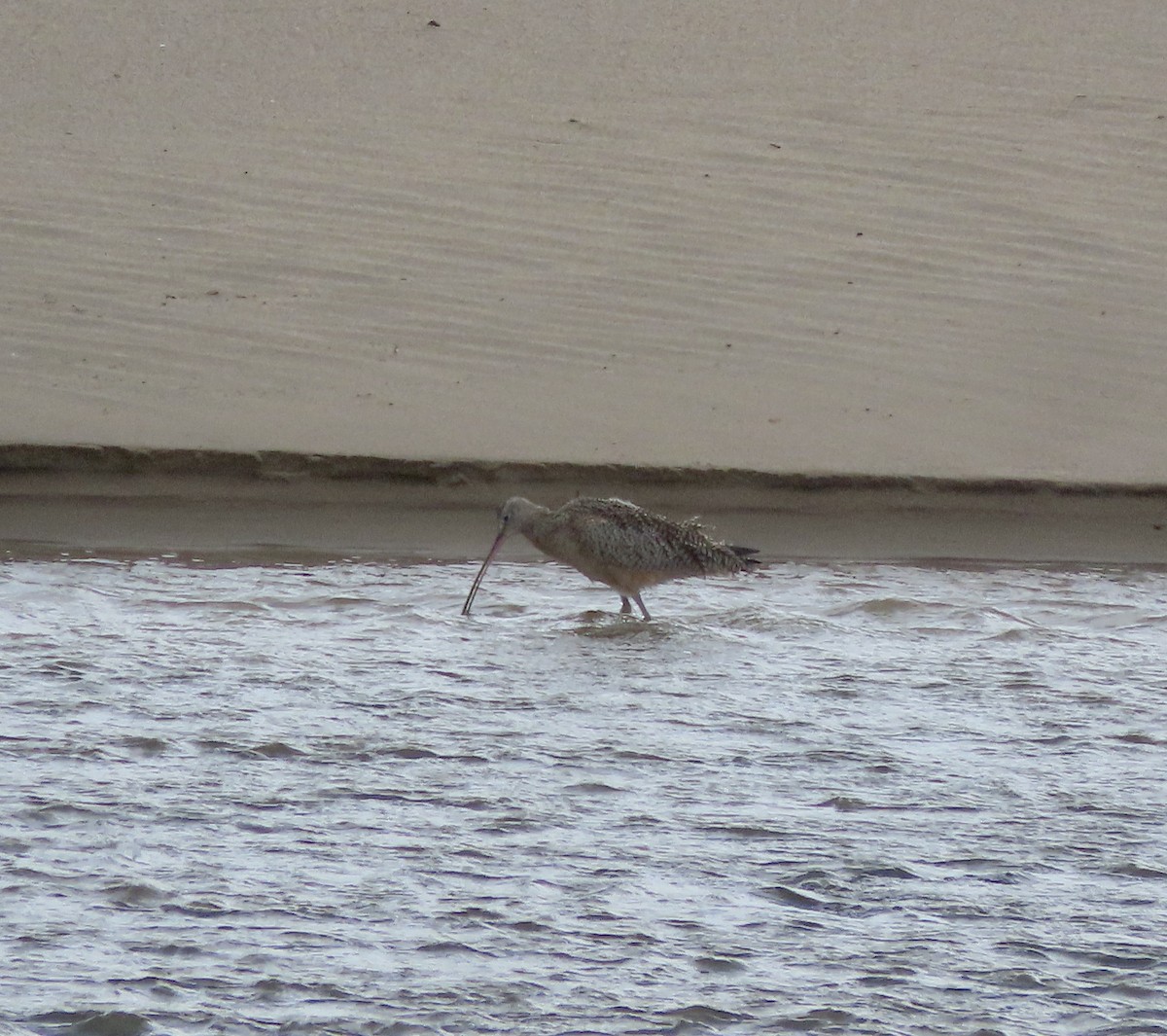 Long-billed Curlew - ML615522925