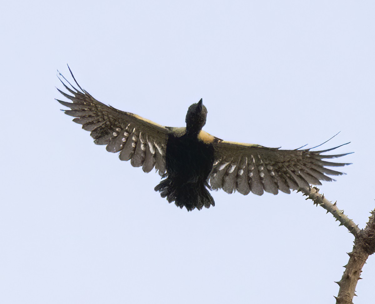 Black-and-buff Woodpecker - ML615522947