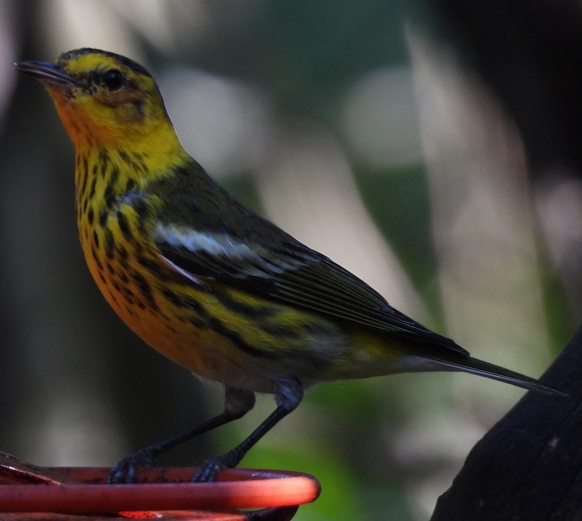 Cape May Warbler - ML615523259