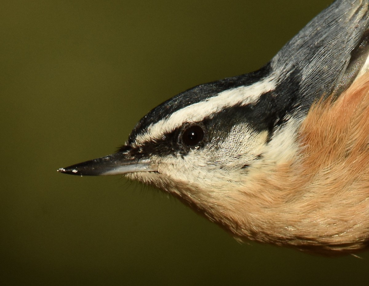 Red-breasted Nuthatch - ML615523379