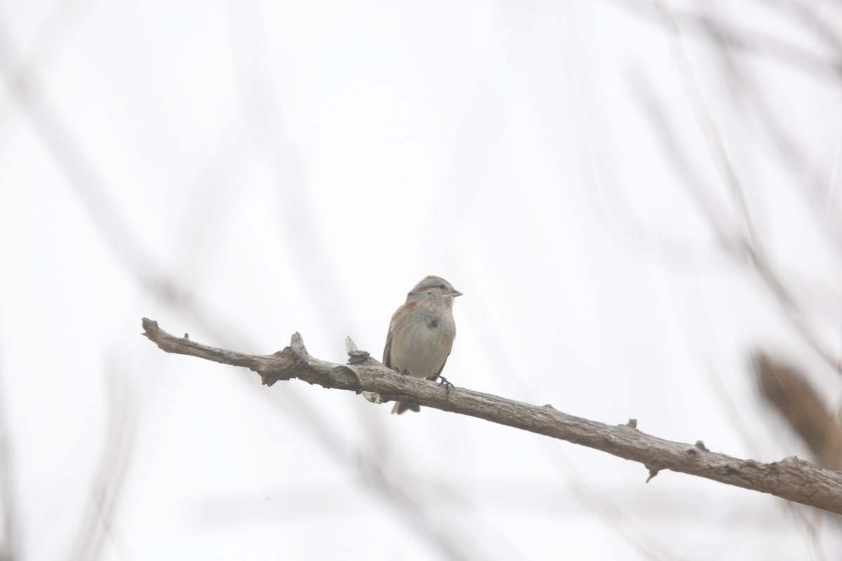 American Tree Sparrow - ML615523420