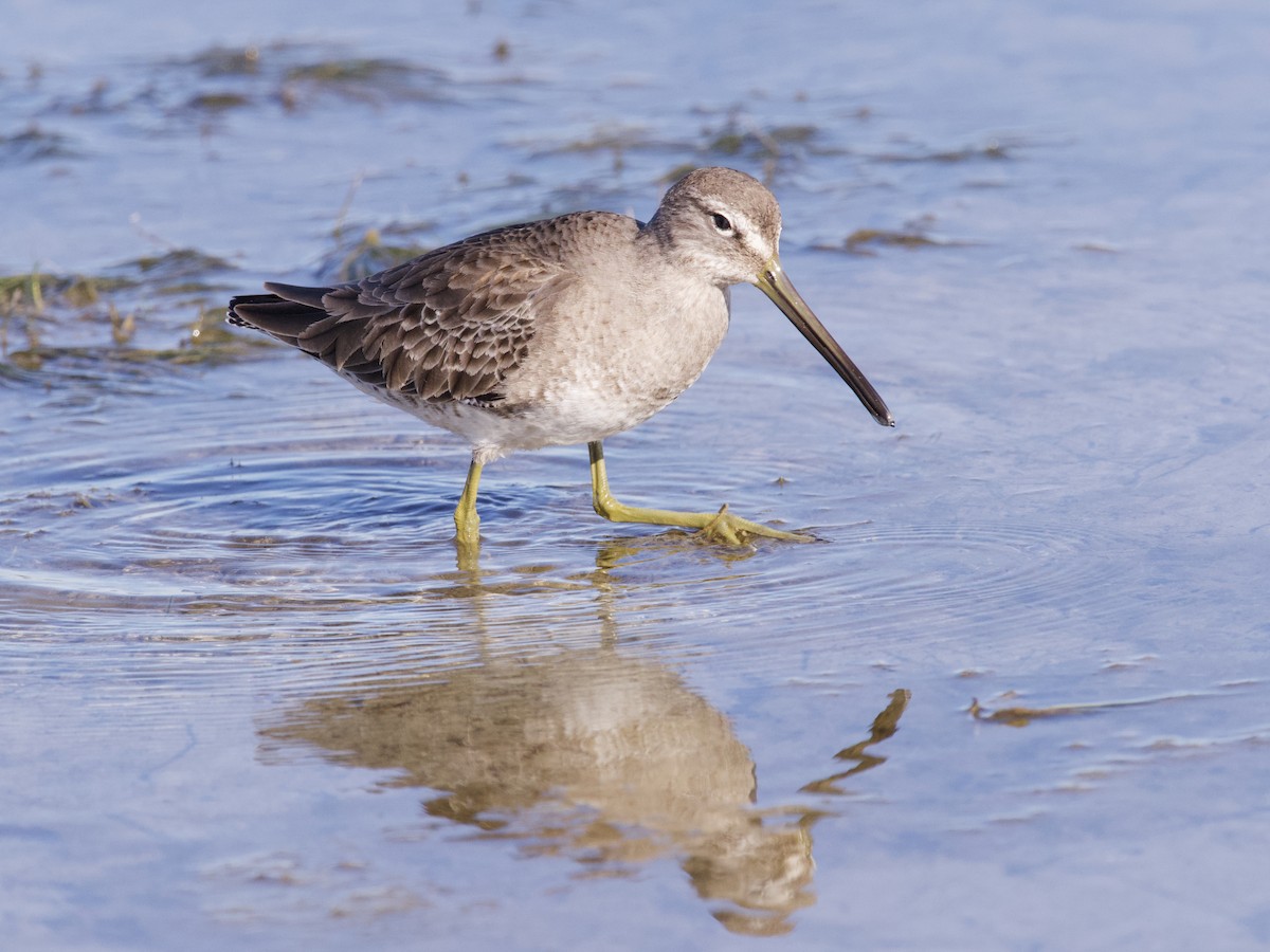 Long-billed Dowitcher - ML615523489