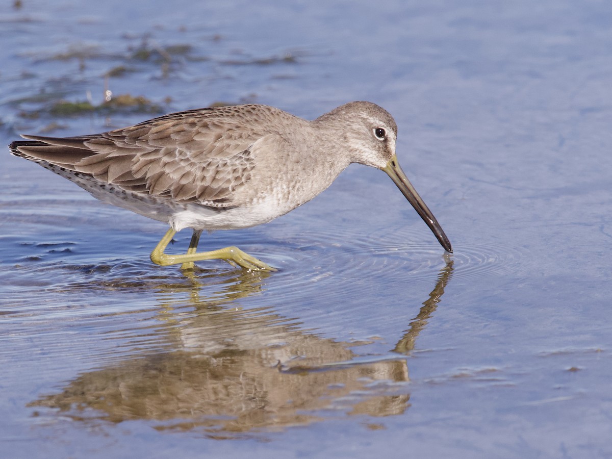 Long-billed Dowitcher - ML615523495