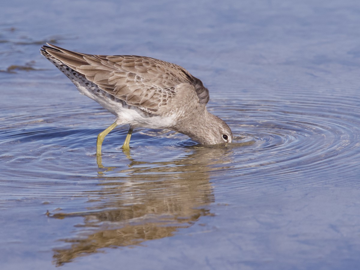 Long-billed Dowitcher - Sochetra Ly