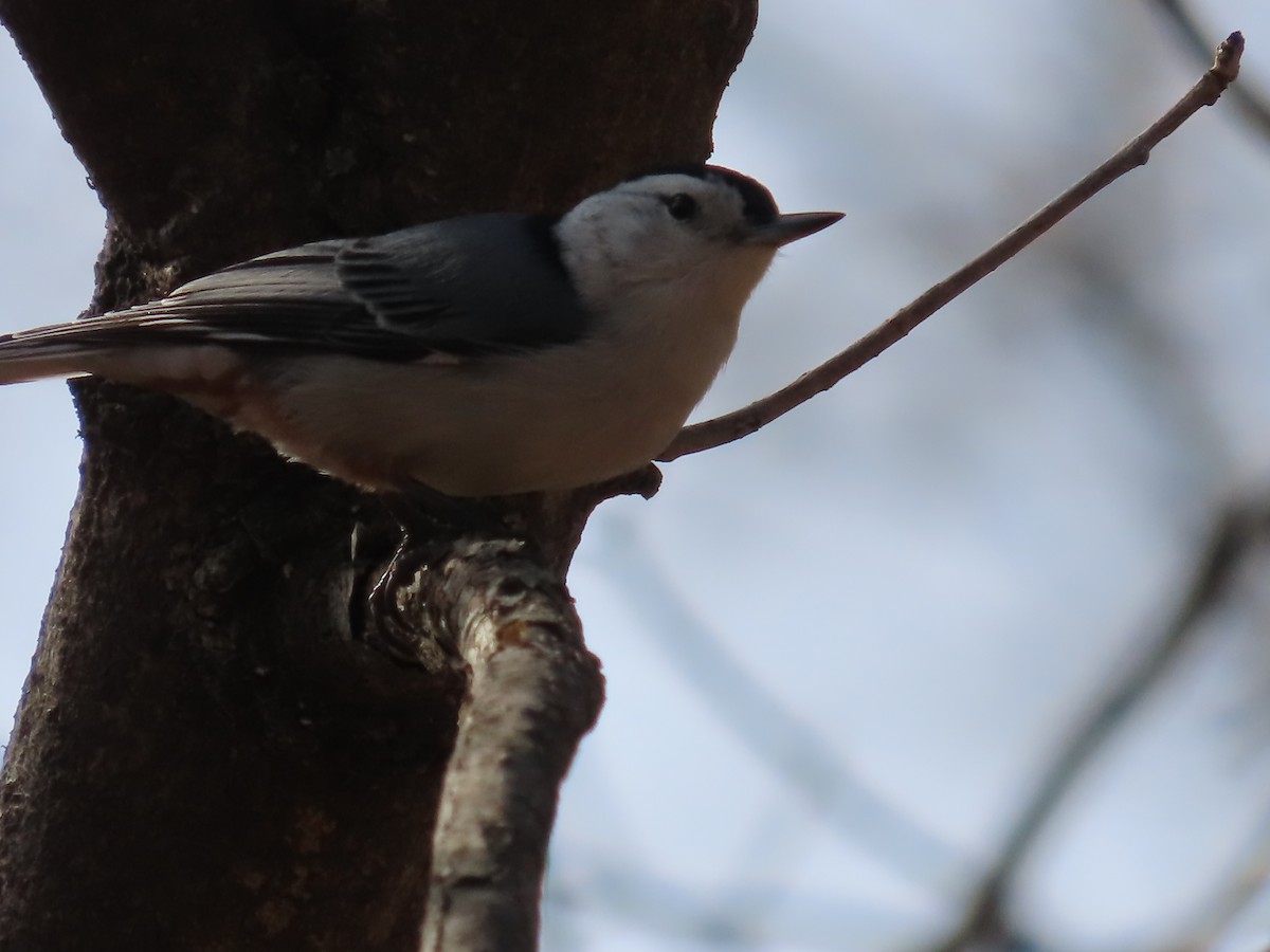 White-breasted Nuthatch - Ursula K Heise