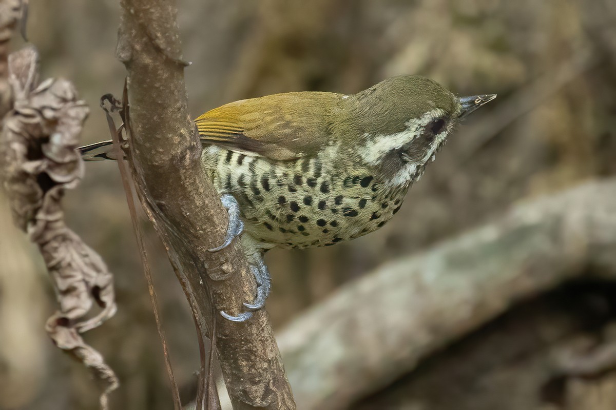 Speckled Piculet - ML615523509