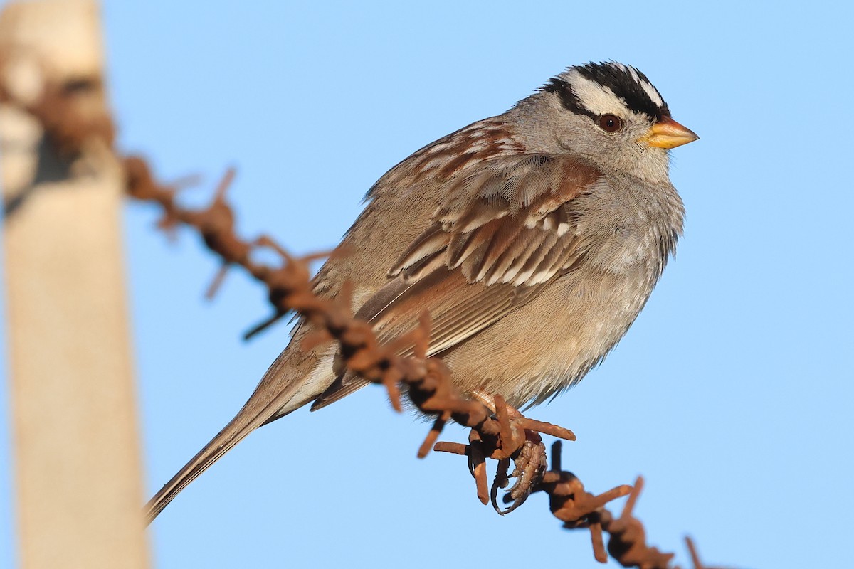 White-crowned Sparrow - ML615523717
