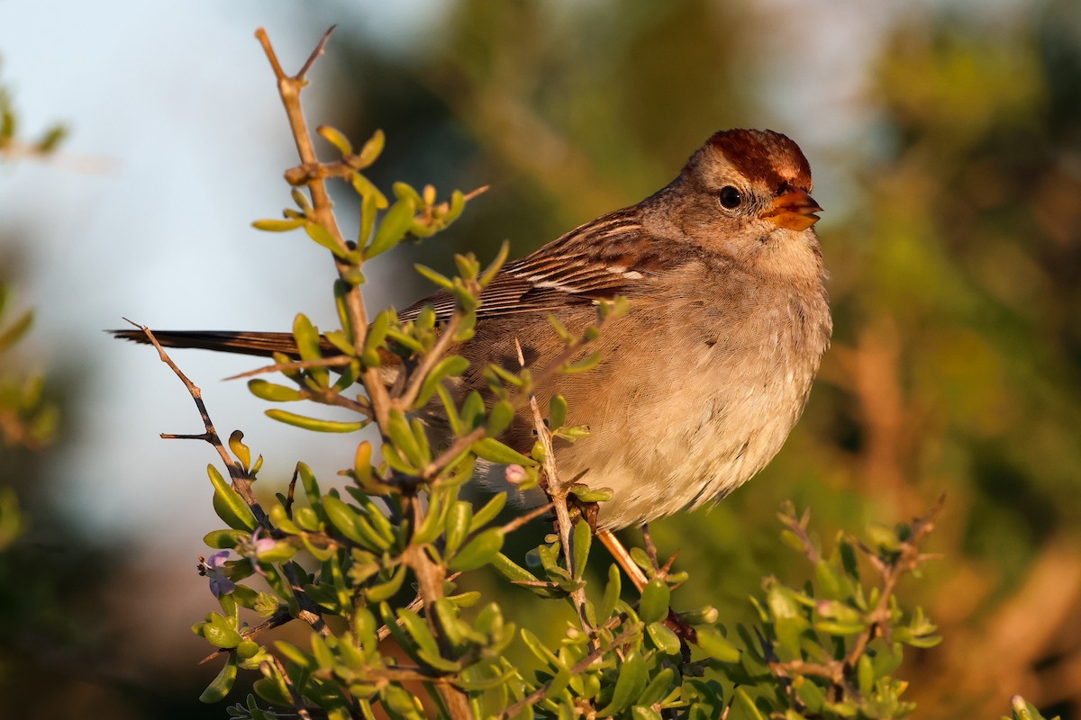 White-crowned Sparrow - ML615523718