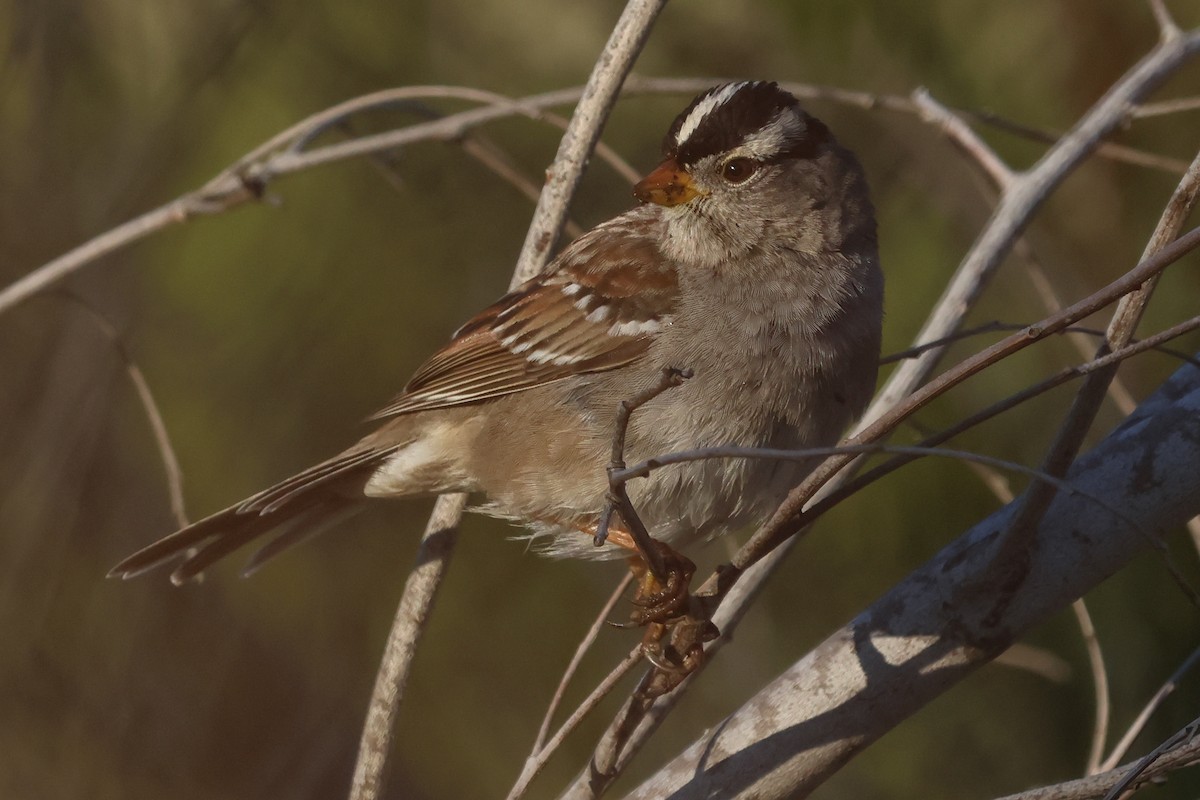 White-crowned Sparrow - ML615523719