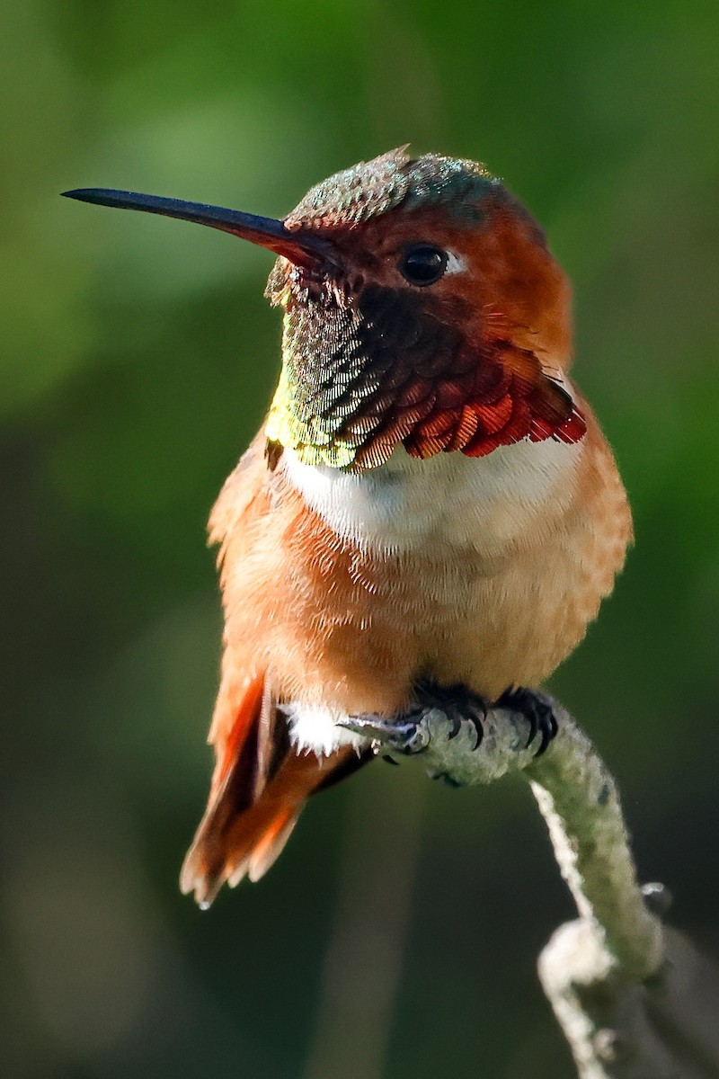 Allen's Hummingbird - ML615523784