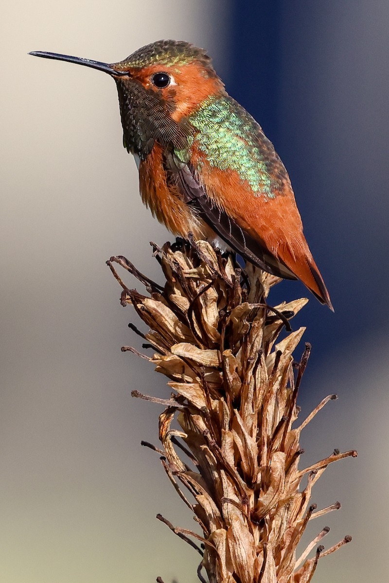 Allen's Hummingbird - ML615523787