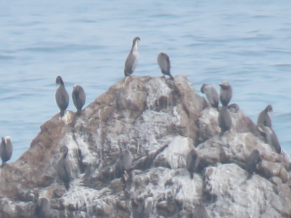 Spotted Shag - ML615523814