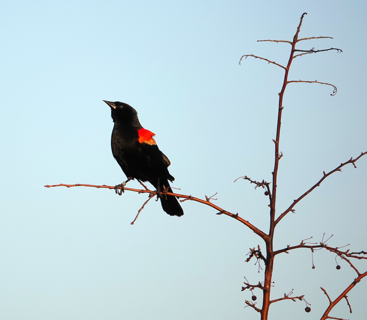 Red-winged Blackbird - ML615523840