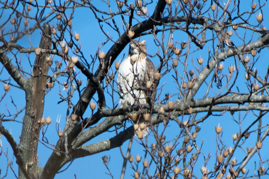 Red-tailed Hawk - ML615524018
