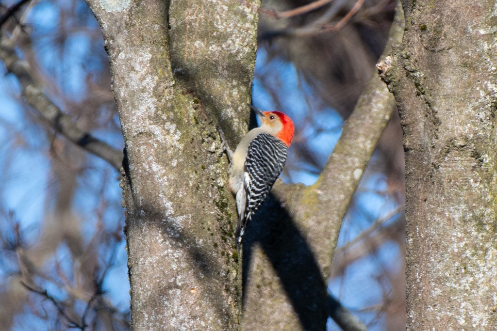 Red-bellied Woodpecker - ML615524028