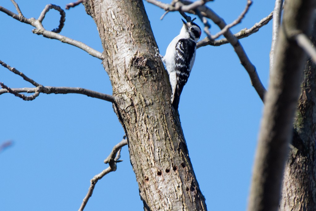 Downy Woodpecker - ML615524046