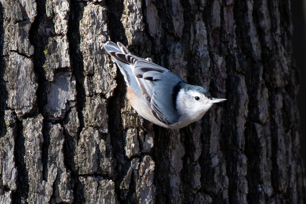 White-breasted Nuthatch - ML615524061