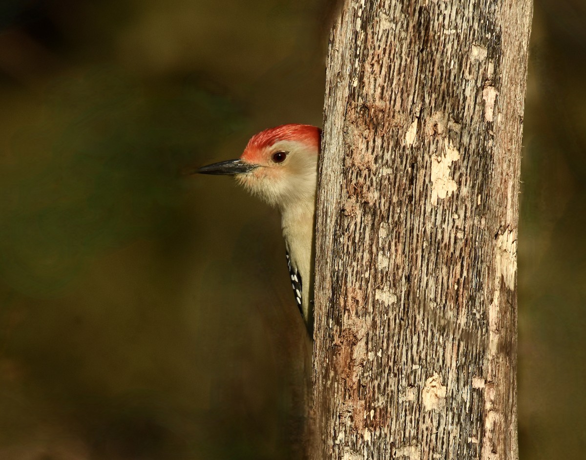 Red-bellied Woodpecker - ML615524096