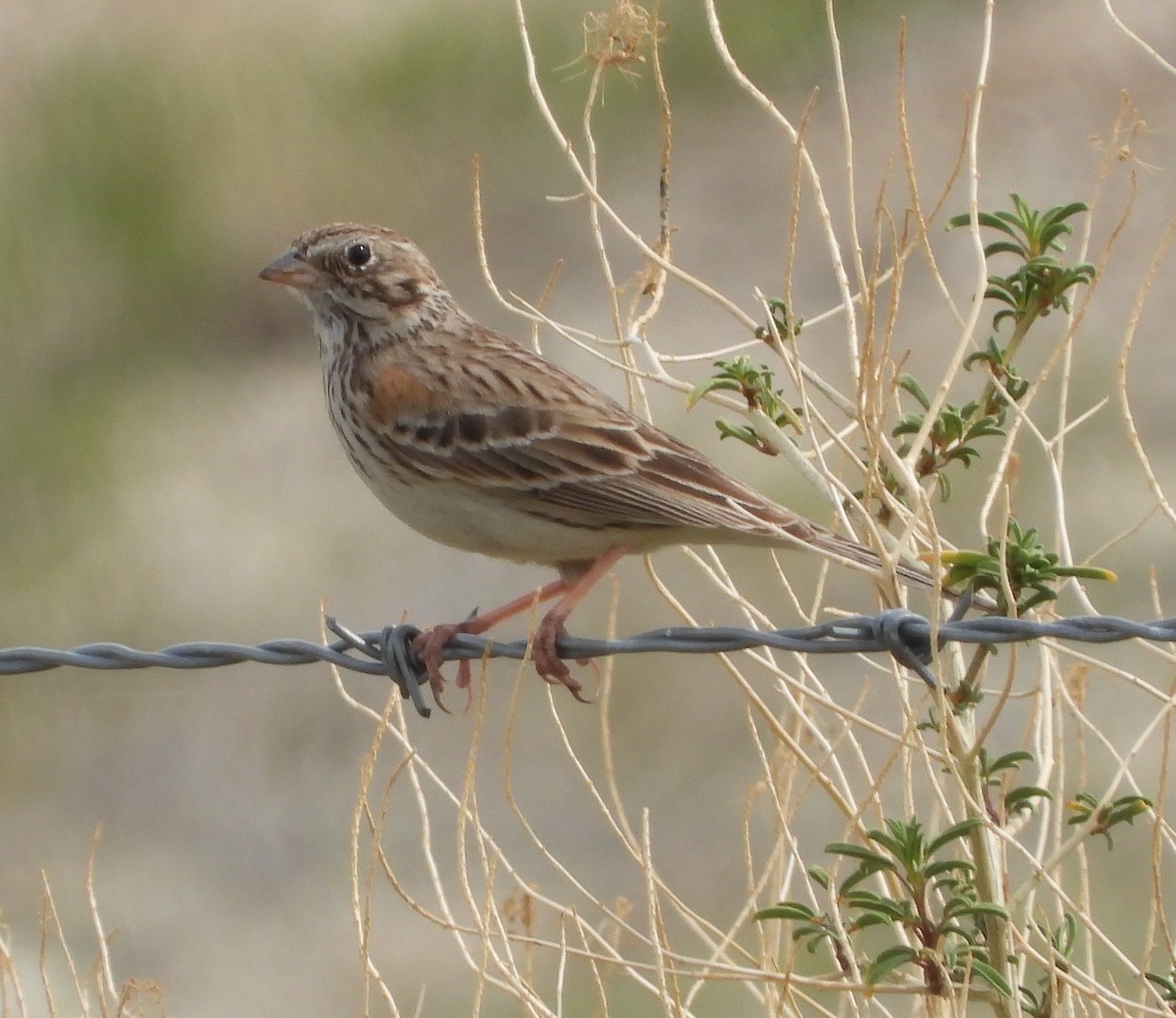 Vesper Sparrow - ML615524197