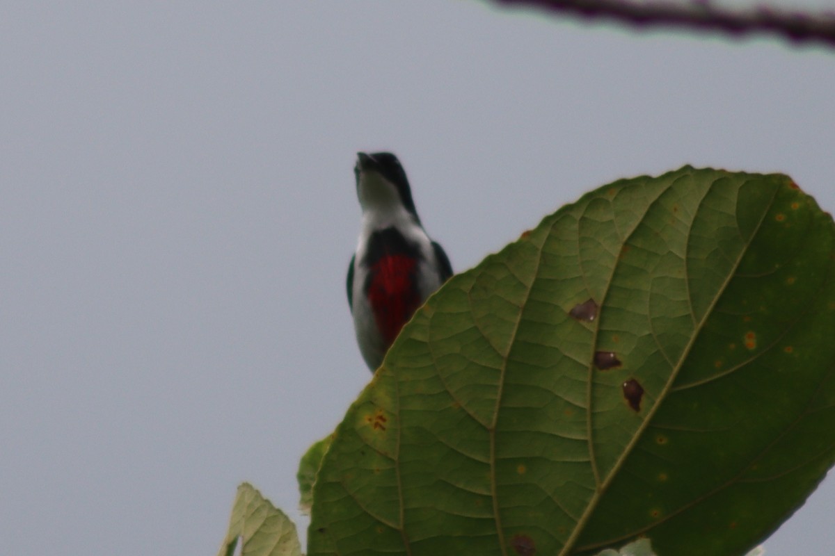 Black-belted Flowerpecker - ML615524237