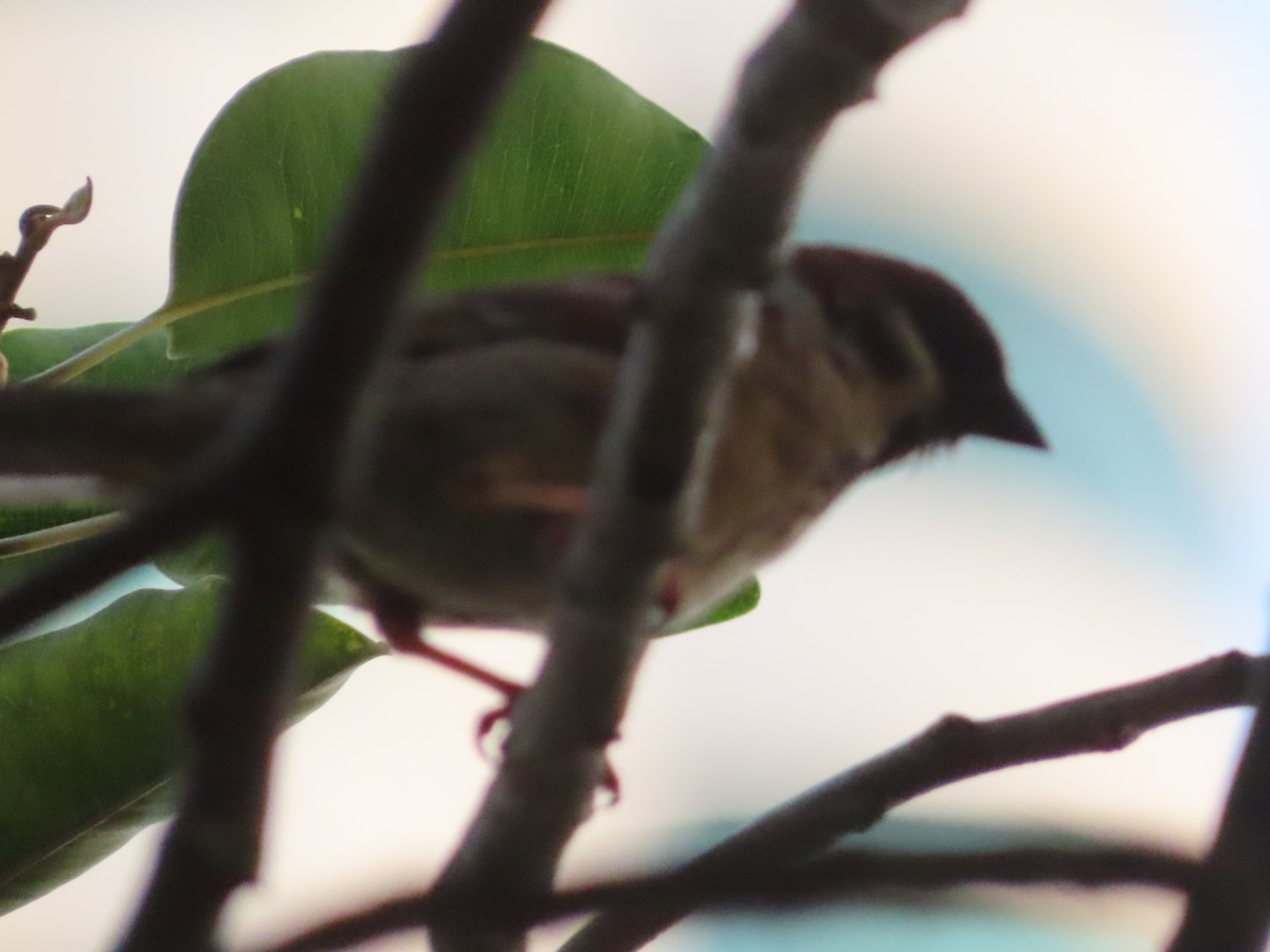 Eurasian Tree Sparrow - ML615524261