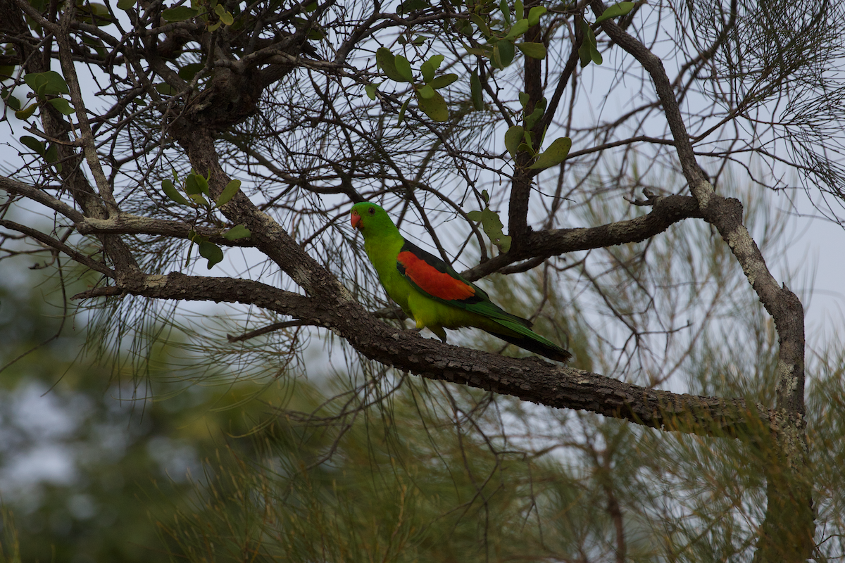 Red-winged Parrot - ML615524263