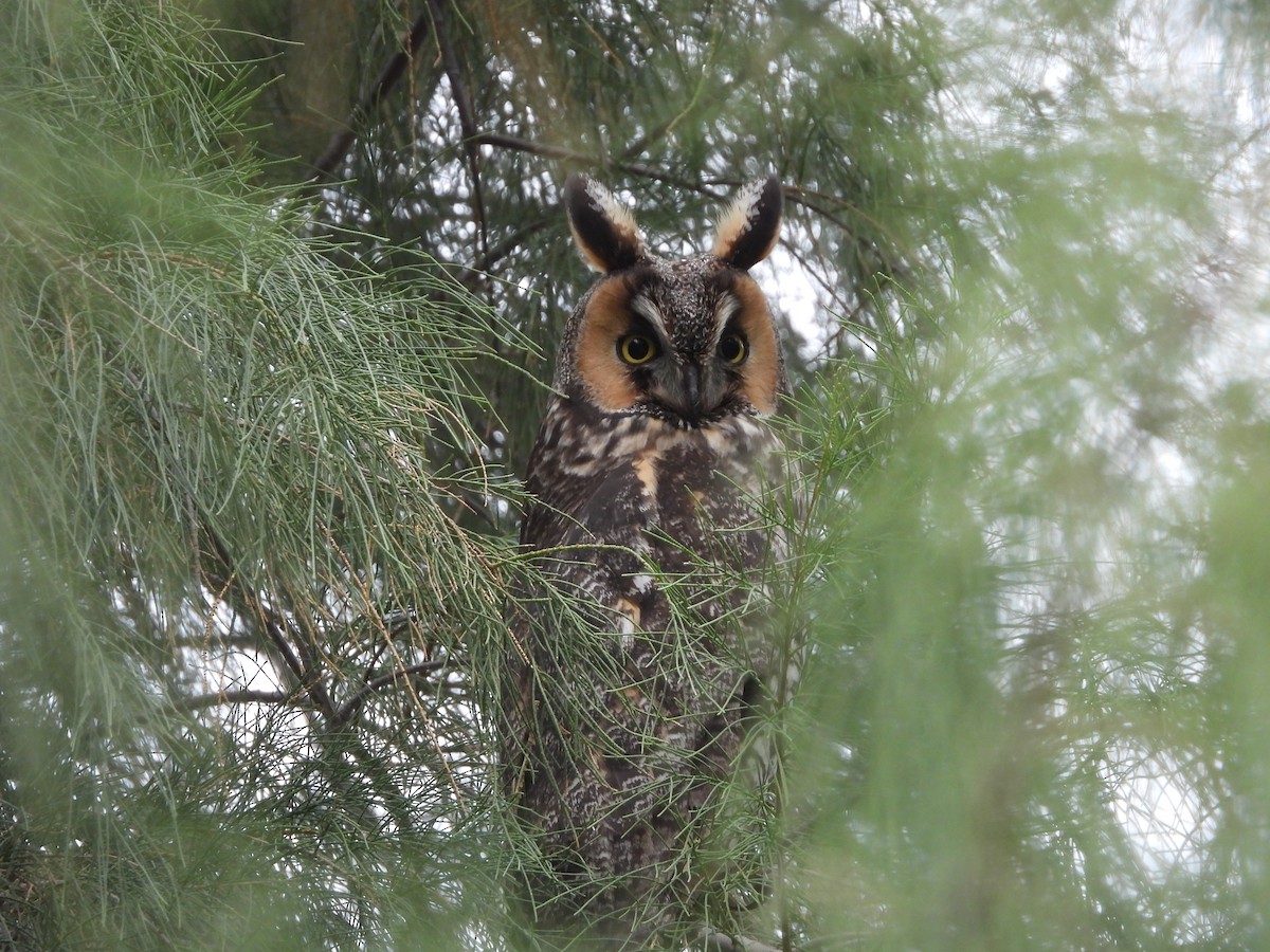 Long-eared Owl - ML615524288
