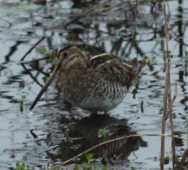 Wilson's Snipe - ML615524498