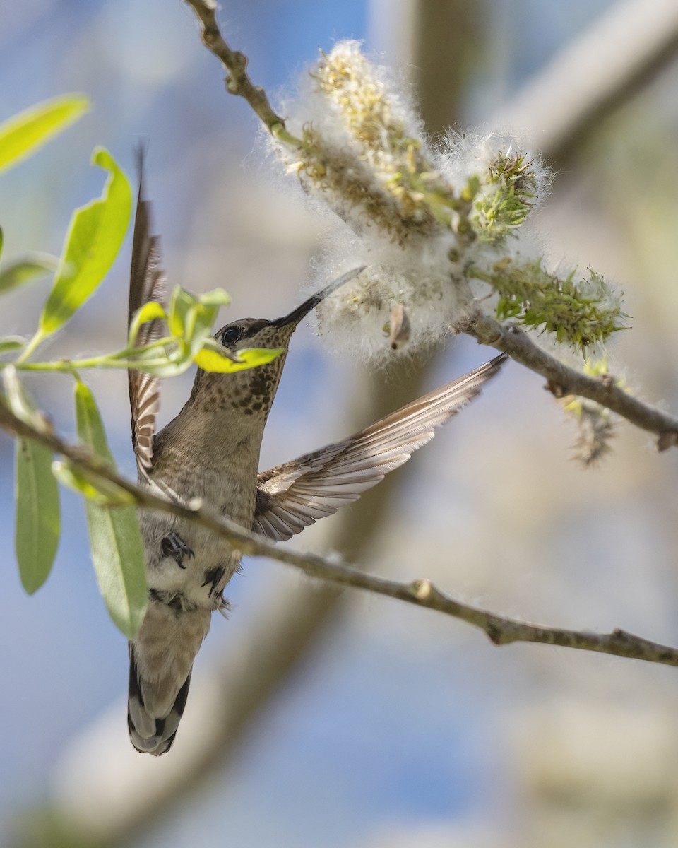 Anna's Hummingbird - ML615524714