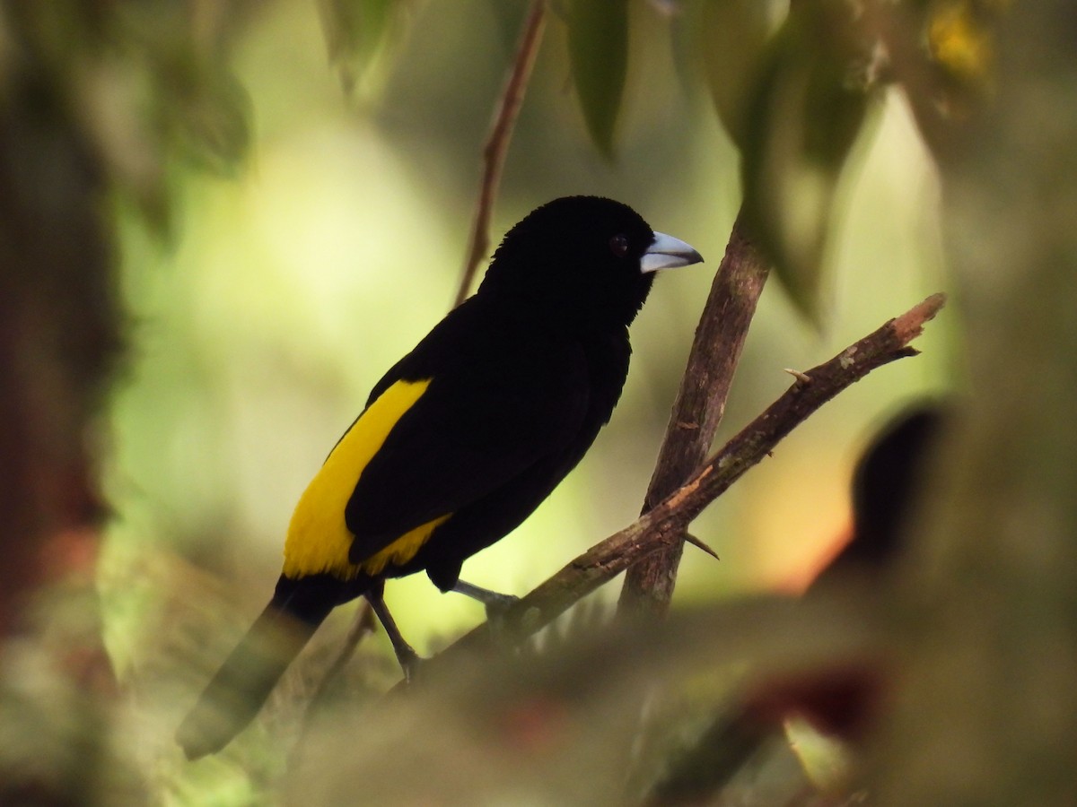 Flame-rumped Tanager - ML615524802