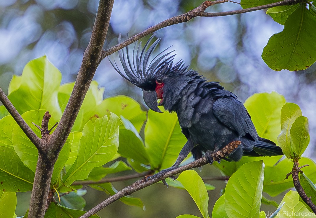 Palm Cockatoo - John Richardson
