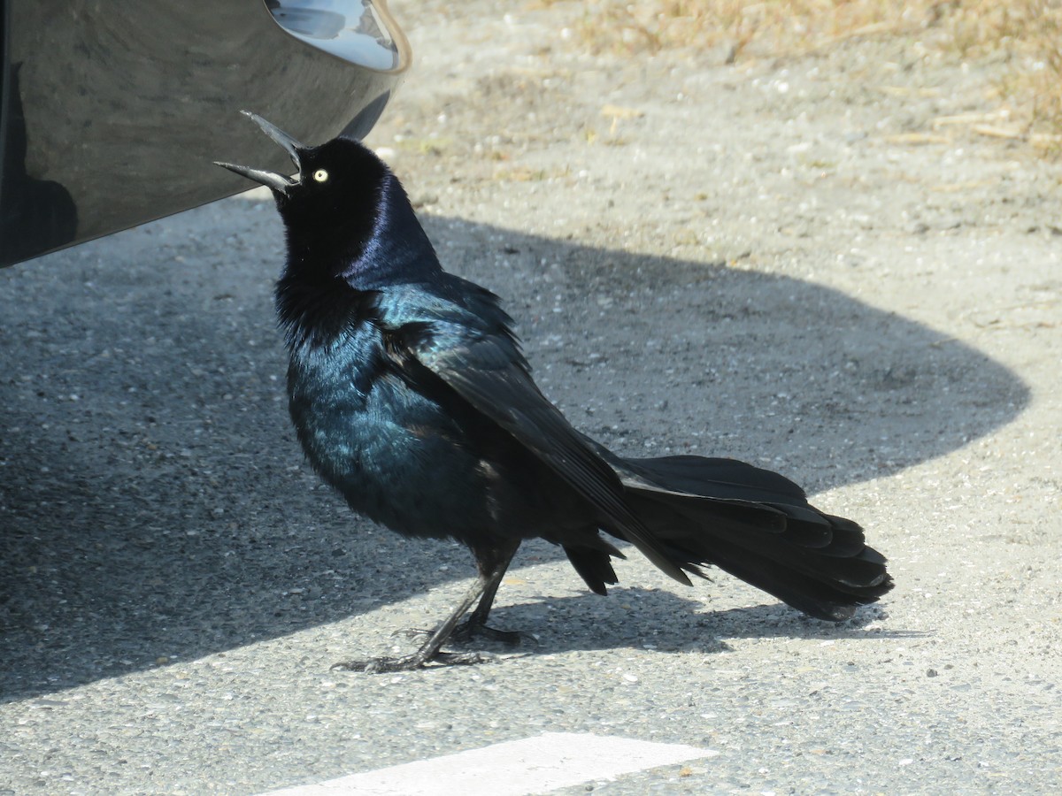 Boat-tailed Grackle - ML615524910
