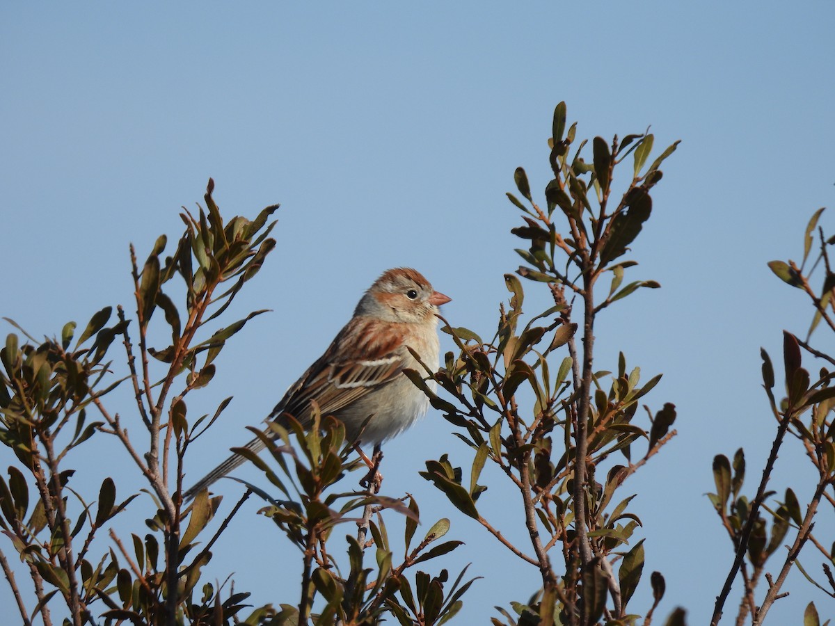 Field Sparrow - Don Holcomb