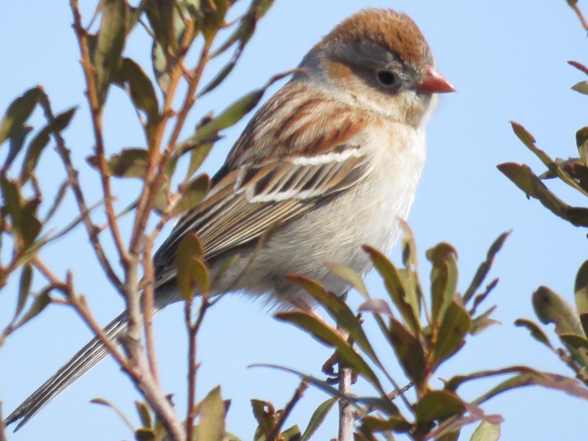 Field Sparrow - ML615524917