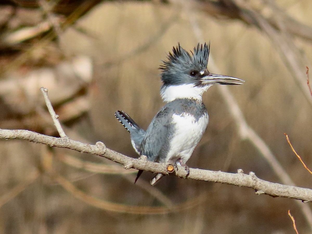 Belted Kingfisher - ML615525064