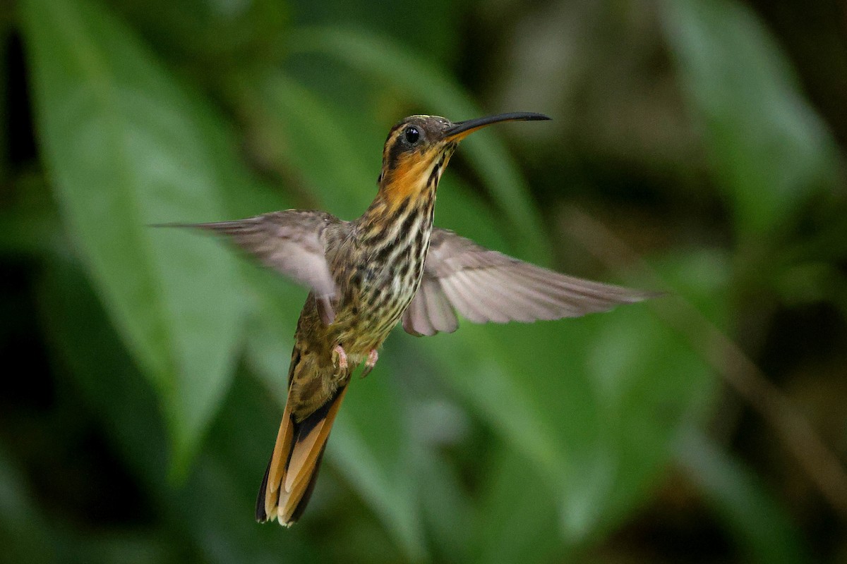 kolibřík pilozobý - ML615525115