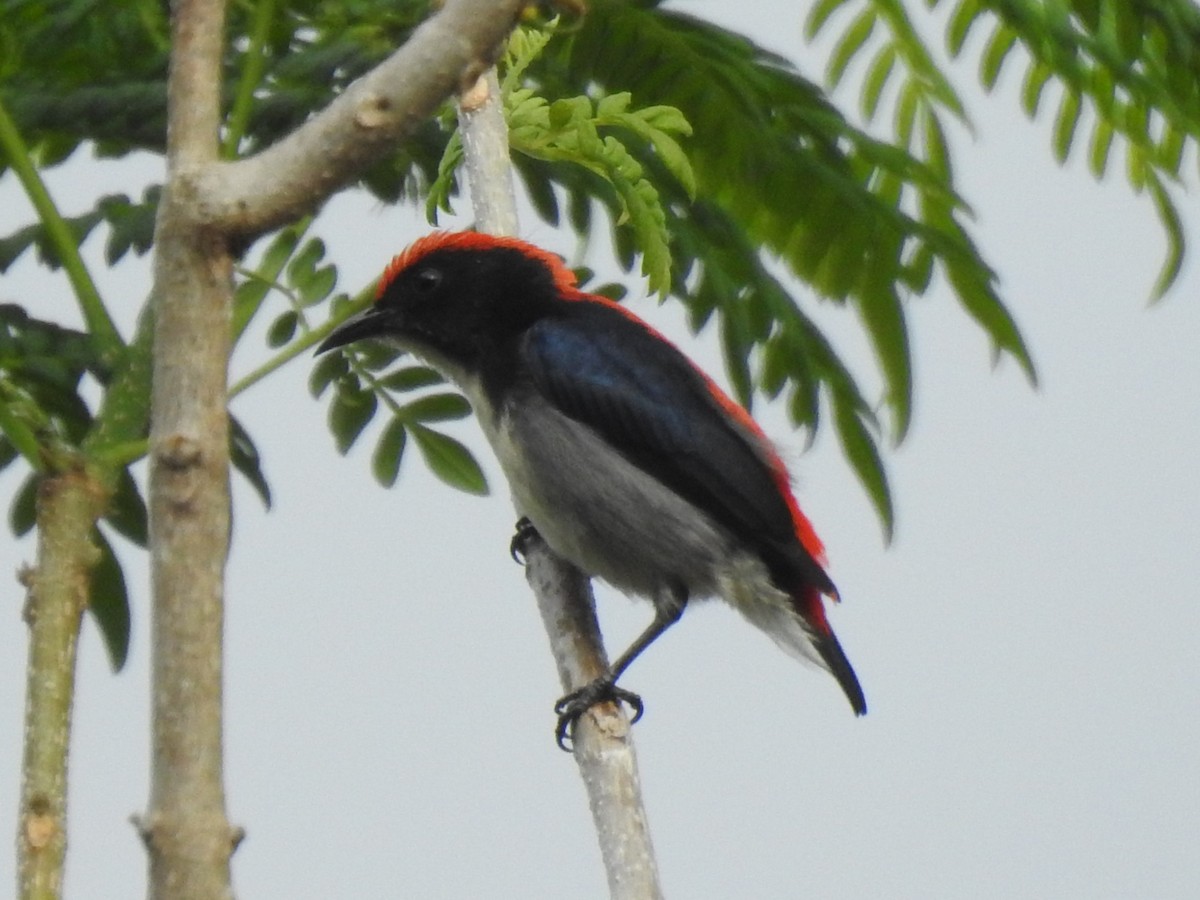 Scarlet-backed Flowerpecker - ML615525133