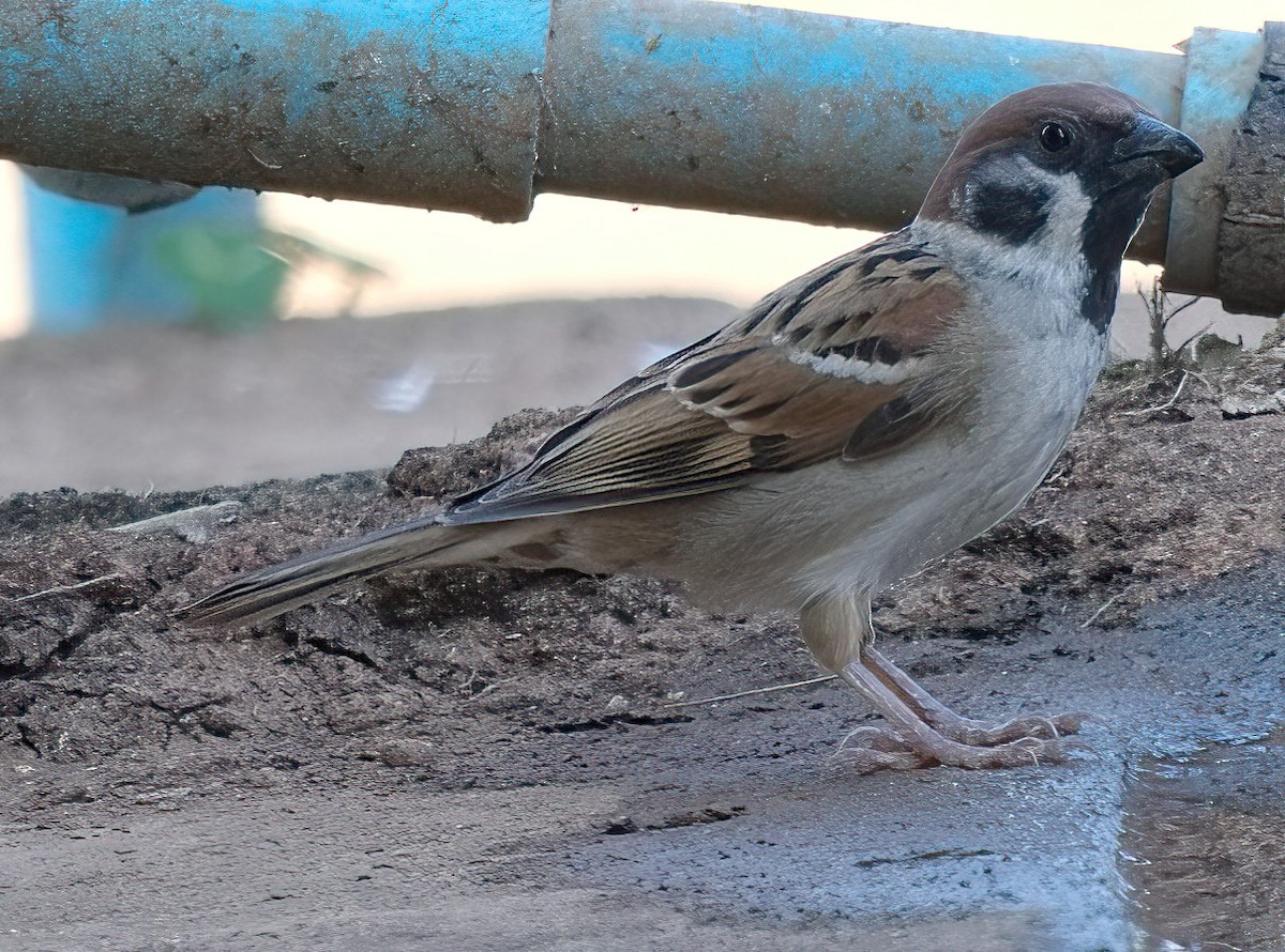 Eurasian Tree Sparrow - ML615525147
