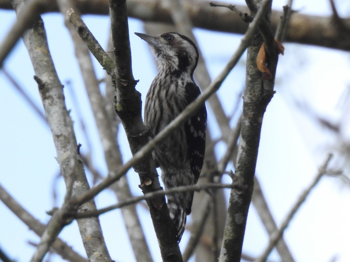 Gray-capped Pygmy Woodpecker - ML615525213