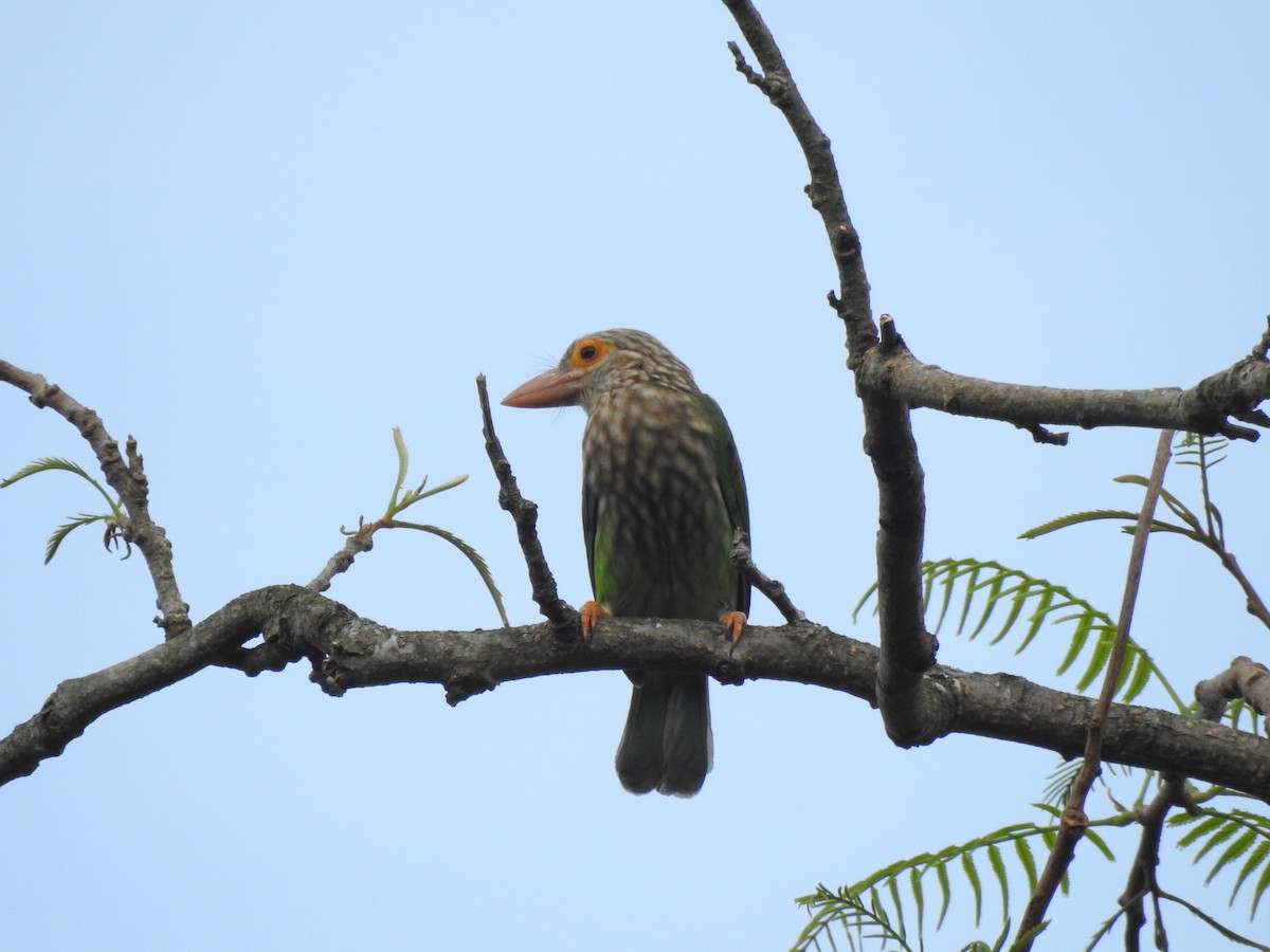 Lineated Barbet - Troy Case