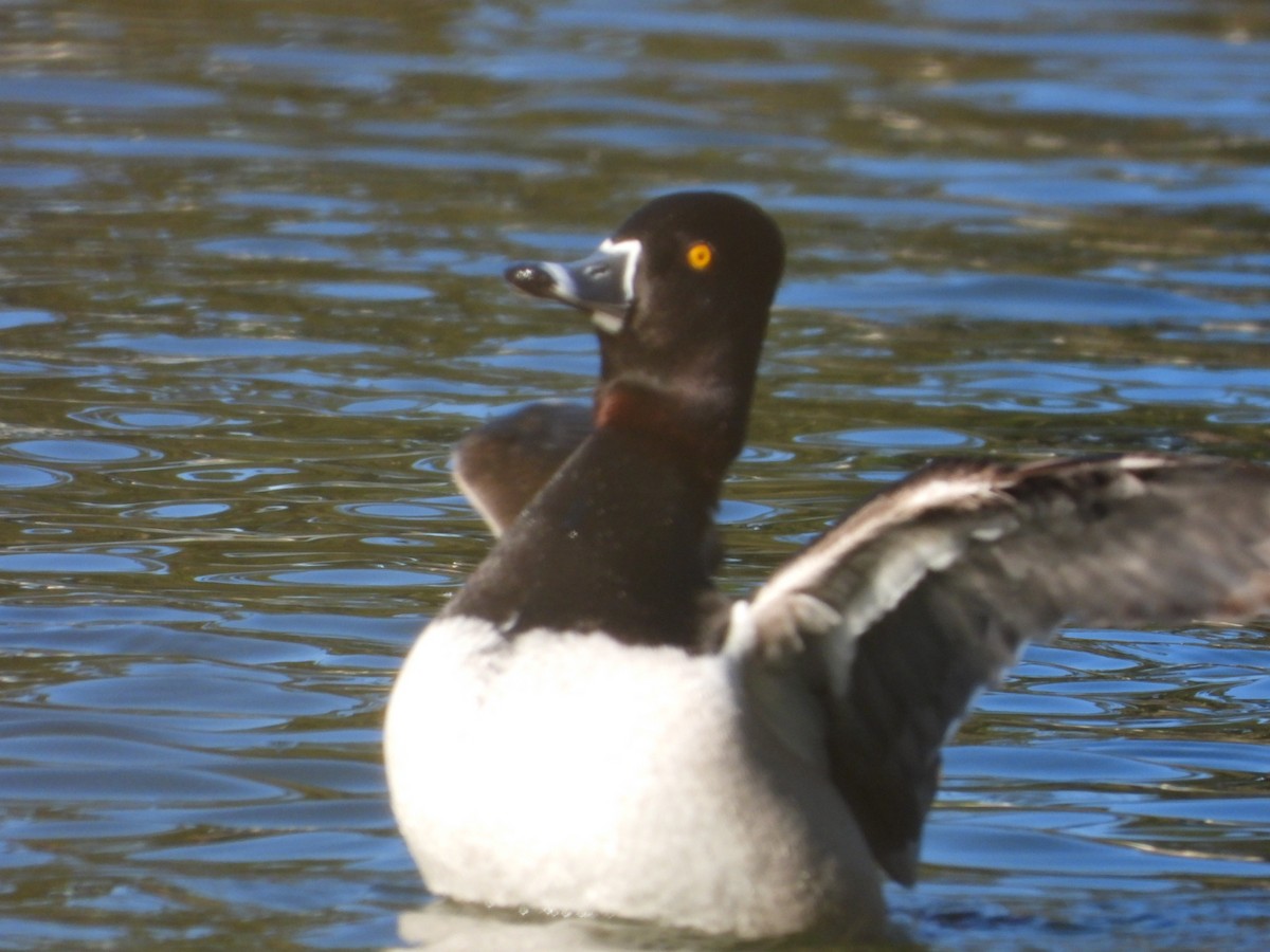 Ring-necked Duck - ML615525277