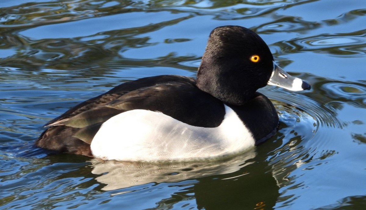 Ring-necked Duck - ML615525302